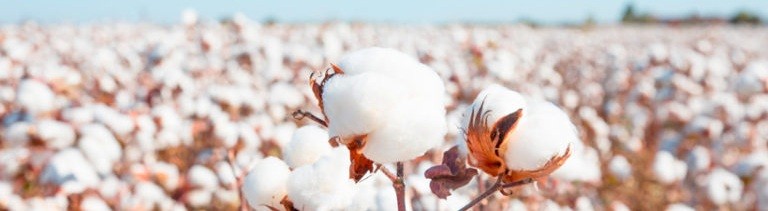 Le voyage du coton : une fibre qui a transformé le monde