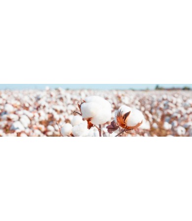 Le voyage du coton : une fibre qui a transformé le monde